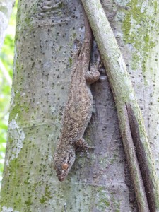 Bronze Gecko