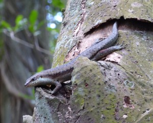 Wright´s Skink - Eidechse