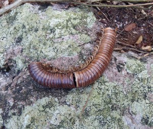 Überreste eines großen Riesentausendfüßlers