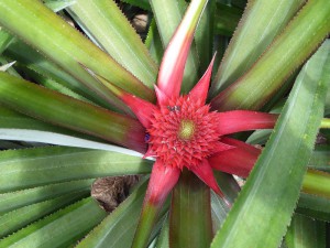 Ananasblüte