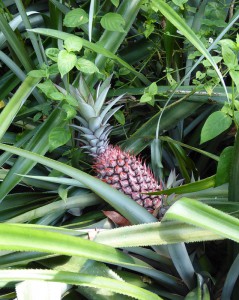 wilde Ananas