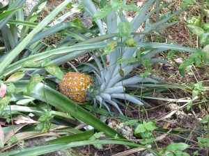wilde Ananas