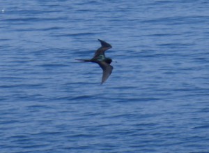 Great Frigatebird / Großer Fregattvogel