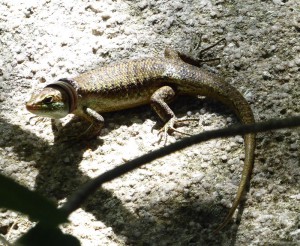 Wright´s Skink - Eidechse
