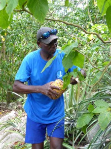 Jean-Claude pflückt Ananas