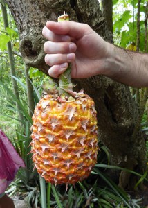 unsere Ananas