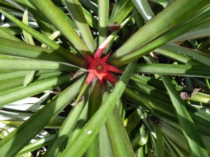Ananasblüte