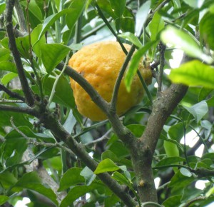 Seychellen-Orange