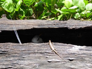 White-tailed Tropicbird