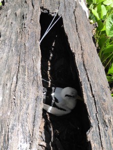 White-tailed Tropicbird