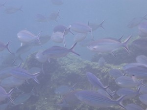 Schnorcheln um Booby Island