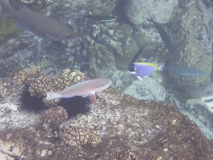Schnorcheln um Booby Island