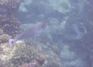 Schnorcheln um Booby Island