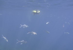 Schnorcheln um Booby Island