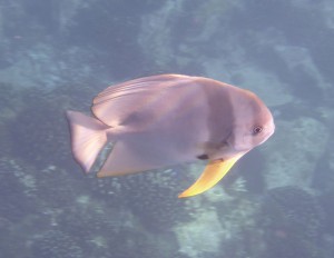 Schnorcheln um Booby Island
