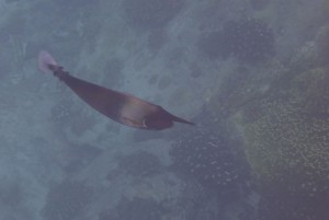 Schnorcheln um Booby Island