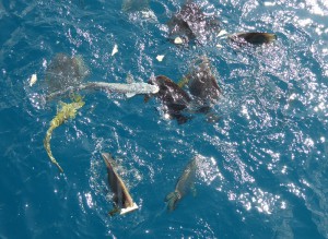 Fische füttern