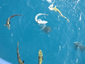 Fische füttern