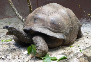 erste Riesenschildkröte