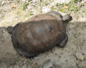 erste Riesenschildkröte