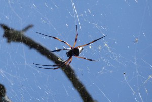 große Spinne