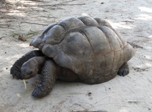 Riesenschildkröte