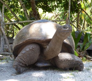 Riesenschildkröte