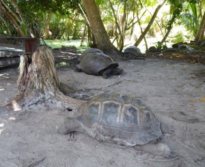 Riesenschildkröte