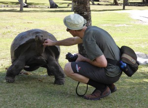 Riesenschildkröte