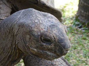 Riesenschildkröte