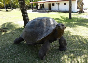 Riesenschildkröte