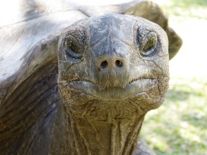 Riesenschildkröte