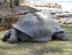 Riesenschildkröte