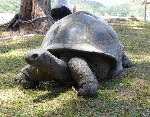 Riesenschildkröte