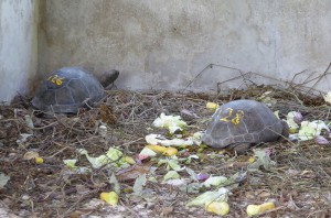 Jungtiere