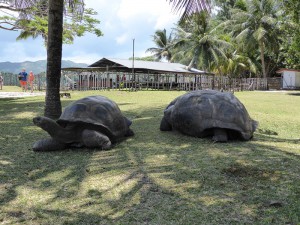 Riesenschildkröte