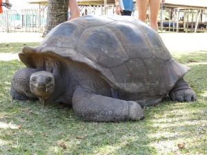 Riesenschildkröte