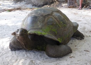 Riesenschildkröte