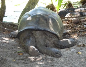 Riesenschildkröte