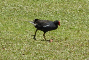 einsamer Laufvogel