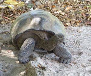 Riesenschildkröte