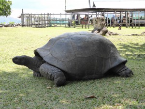 Riesenschildkröte