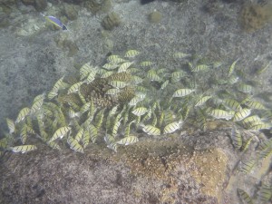 Schnorcheln bei St. Pierre