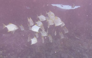 Schnorcheln bei St. Pierre