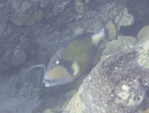 Schnorcheln bei St. Pierre