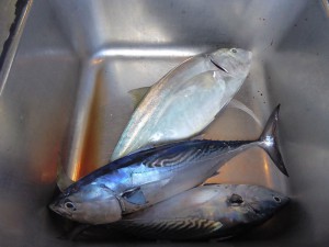 Catch of the Day