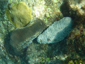 Schnorcheln rund um die Isle Sêche