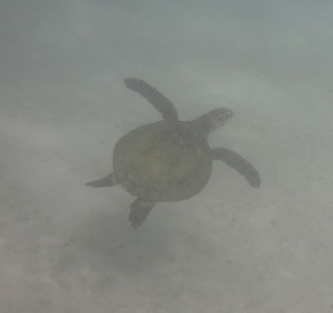 Schnorcheln vor Ste. Anne