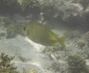 Schnorcheln vor Ste. Anne