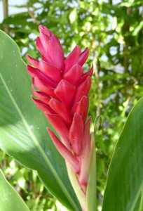 Blumen